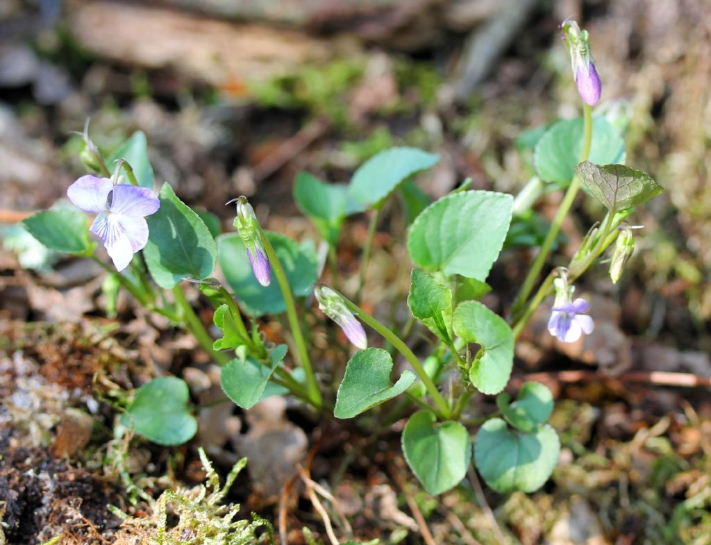 Viola riviniana